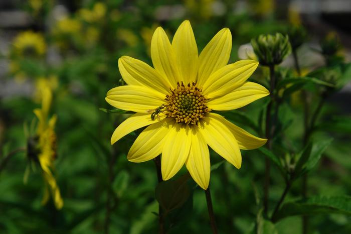 Lemon Queen Sunflower (Helianthus x 'Lemon Queen')