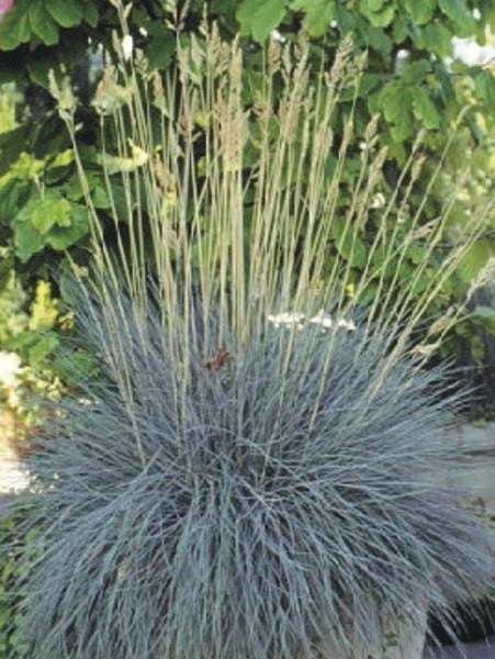 Blue Fescue (Festuca glauca 'Elijah Blue'), grass