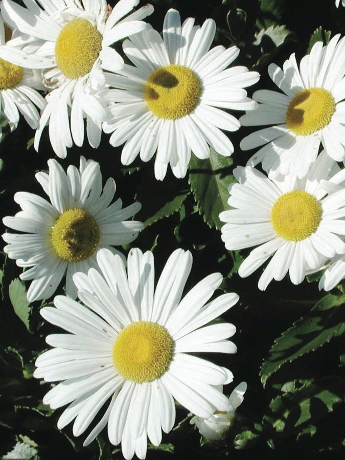 Nippon Daisy (Chrysanthemum nipponicum)