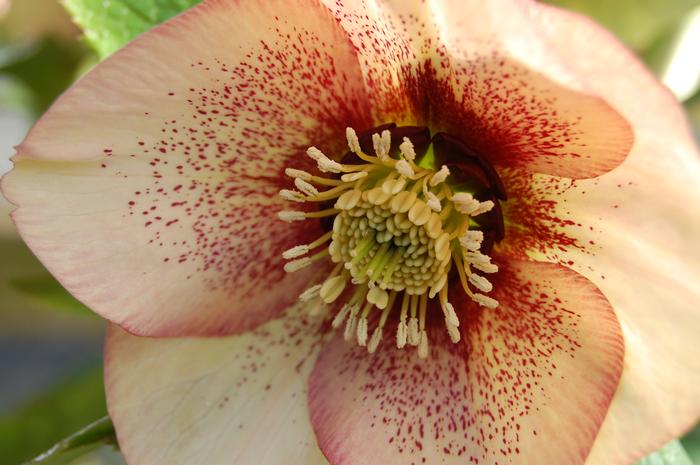 Helleborus x hybridus Winter Jewels® 'Apricot Blush'