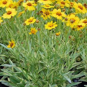 Coreopsis x 'Tequila Sunrise' (Tickseed), yellow flowers