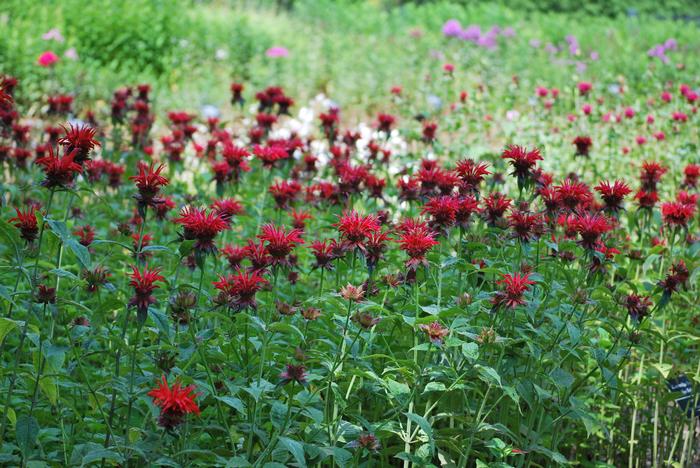 Monarda didyma 'Jacob Cline' (Bee Balm)