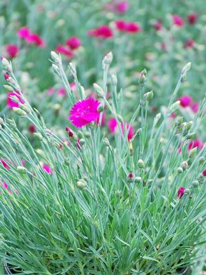 Dianthus x 'Neon Star' (Garden Pinks), pink flowers