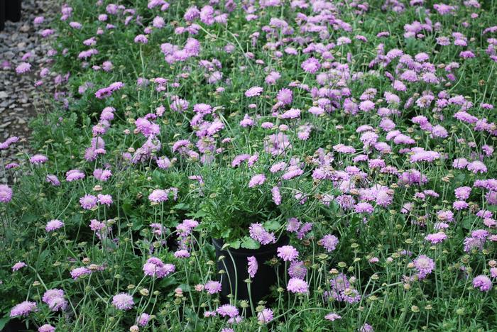 Scabiosa columbaria 'Pink Mist' (Pincushion Flower)