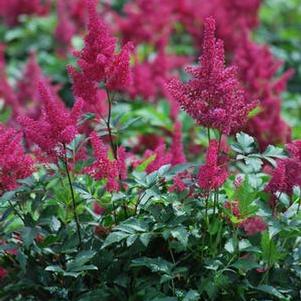 Astilbe japonica 'Montgomery' (False Spirea) perennial, red flower