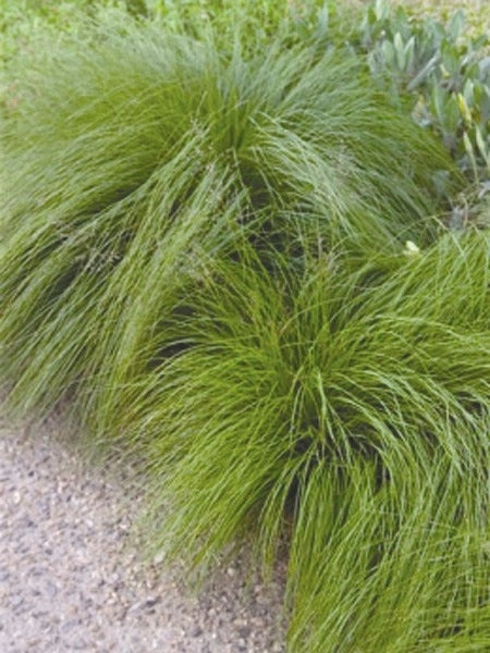 Prairie Dropseed (Sporobolus heterolepsis)