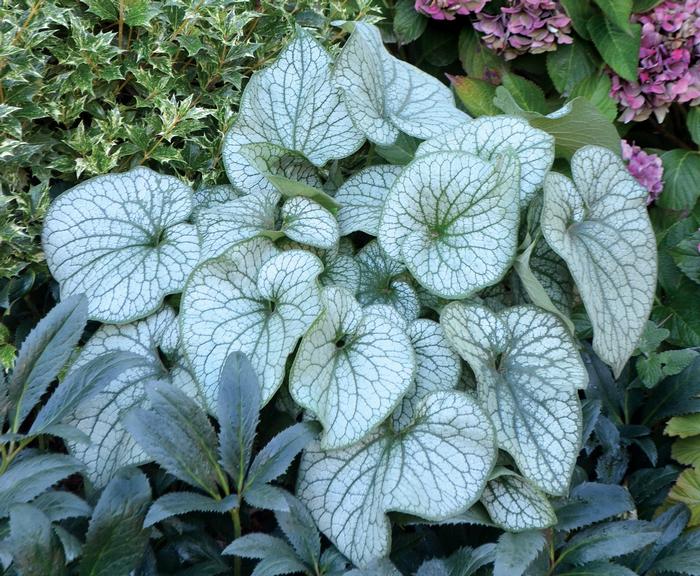 Brunnera macrophylla 'Alexander's Great' (Siberian Bugloss)