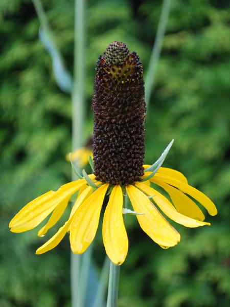 Rudbeckia maxima (Coneflower)