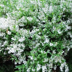 Slender Deutzia (Deutzia gracilis 'Nikko')