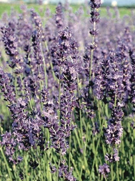 Fat-Spiked Lavender (Lavandula x intermedia 'Grosso')