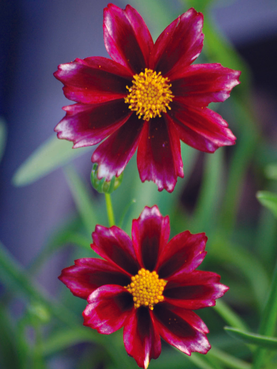 Coreopsis x Big Bang™ 'Mercury Rising' (Tickseed), red flowers