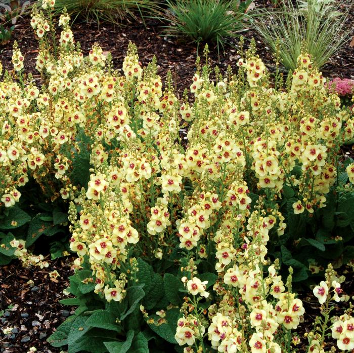 Verbascum x 'Dark Eyes' (Mullein)