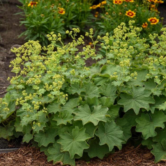 Lady's Mantle (Alchemilla mollis)