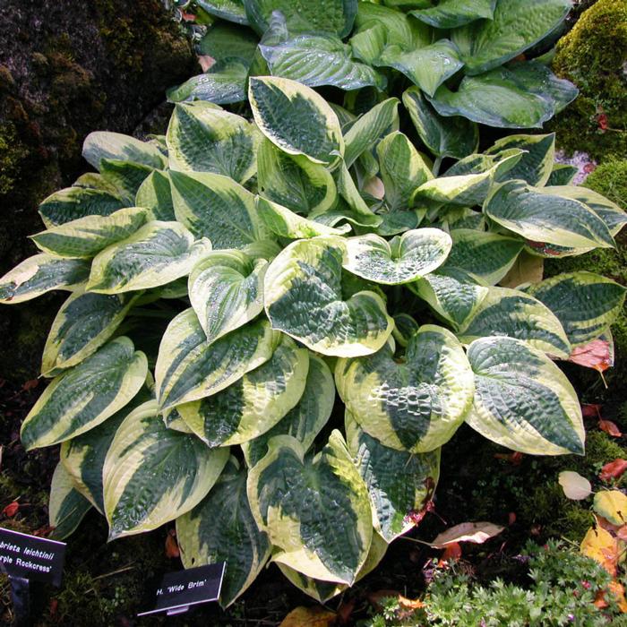 Hosta x 'Wide Brim' (Plantain Lily)