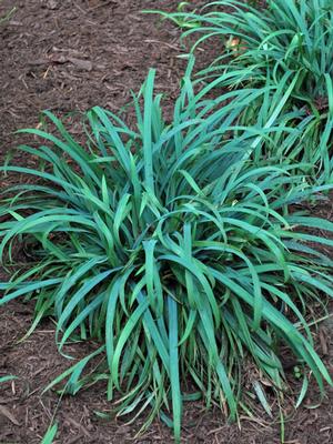 Bunny Blue Sedge (Carex laxiculmus Bunny Blue® 'Hobb')