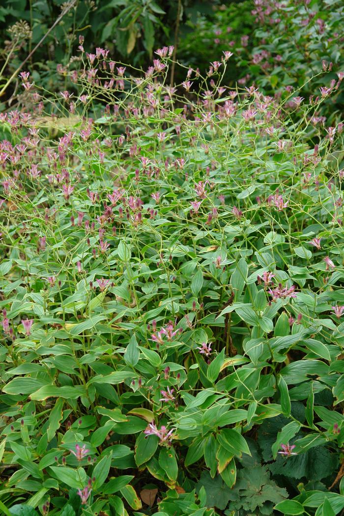 Tricyrtis formosana 'Samurai' (Toad Lily)