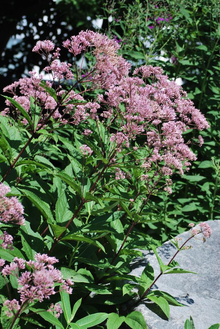 Eupatorium dubium 'Little Joe' (Dwarf Joe Pye Weed)