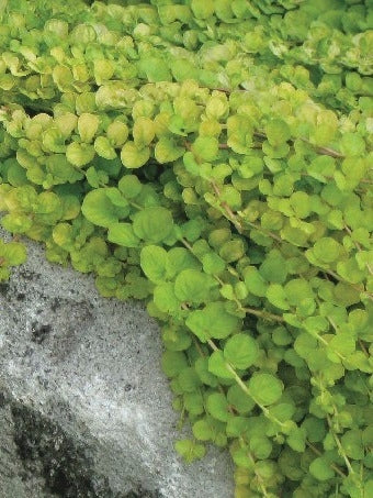 Golden Creeping Jenny (Lysimachia nummularia 'Aurea')