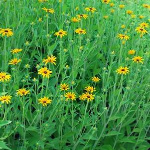 Rudbeckia fulgida var. deamii (Black Eyed Susan)