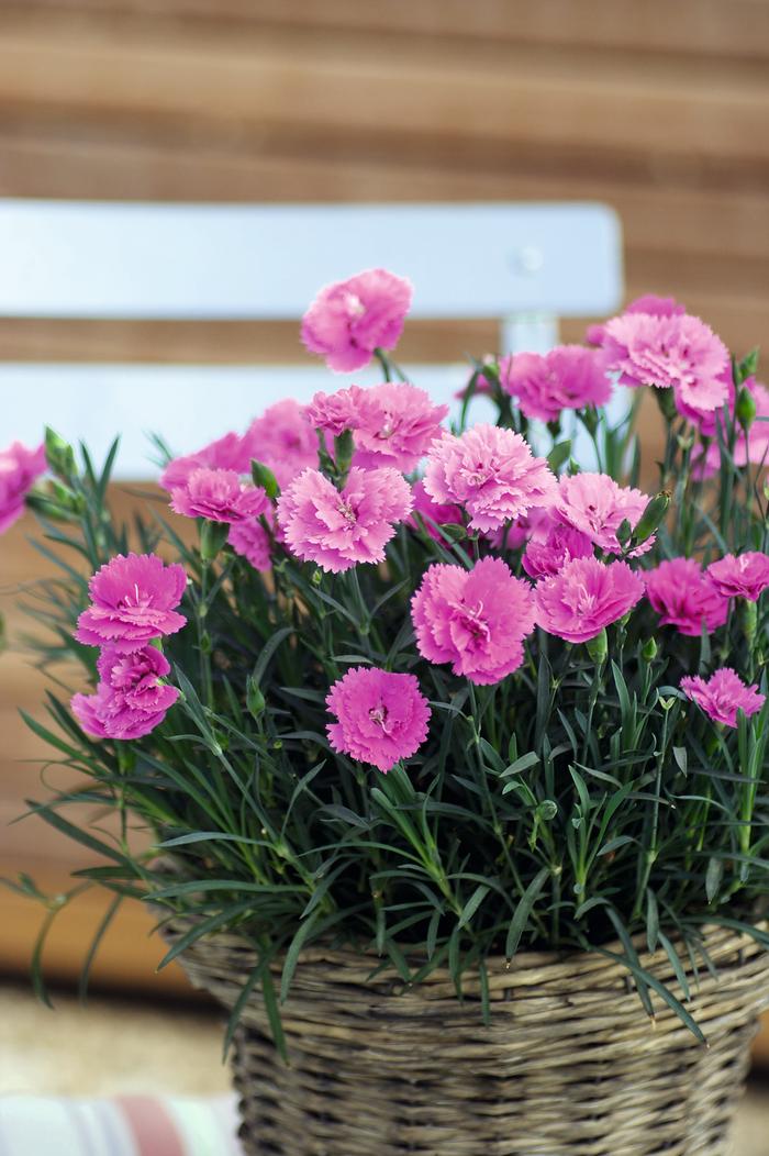 Dianthus Everlast™Orchid (Garden Pinks), pink flowers