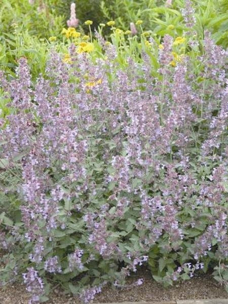 Nepeta x faassenii 'Walker's Low' (Catmint)