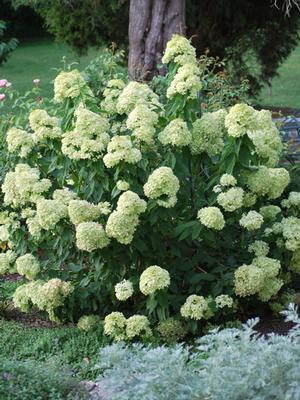 Hydrangea paniculata Little Lime® (Panicle Hydrangea)