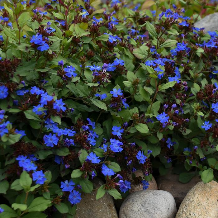 Lead Wort (Ceratostigma plumbaginoides)