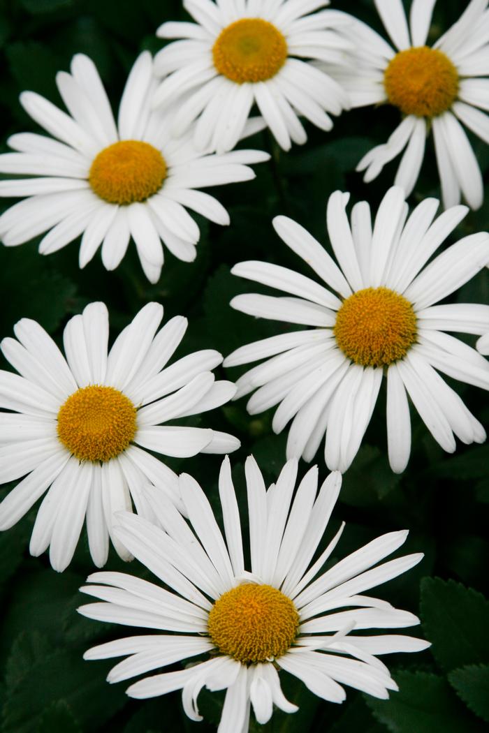 Nippon Daisy (Chrysanthemum nipponicum)