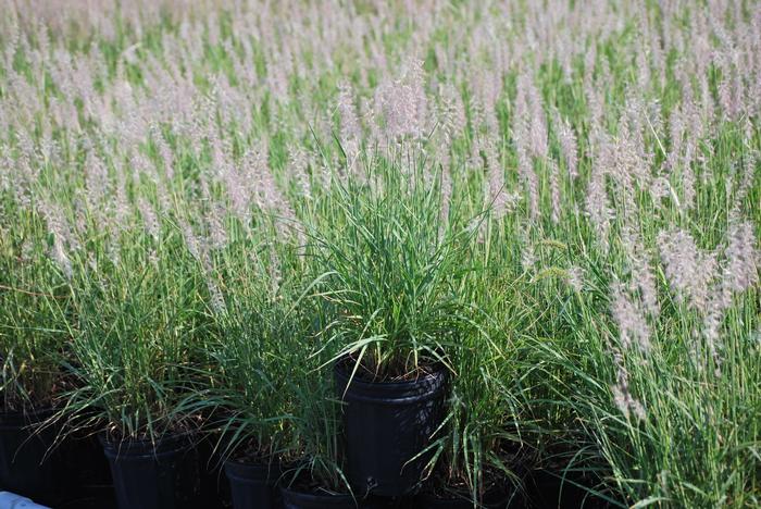 Oriental Fountain Grass (Pennisetum orientale)