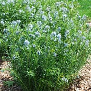 Thread-leaf Blue Star (Amsonia hubrichtii)