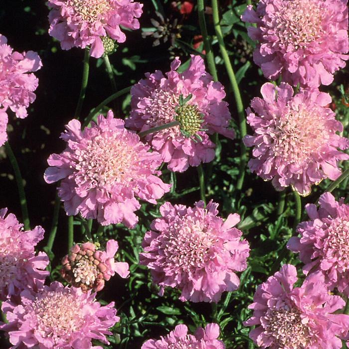 Scabiosa columbaria 'Pink Mist' (Pincushion Flower)