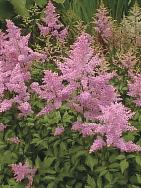 Astilbe japonica 'Peach Blossom' (False Spirea) perennial, pink flowers