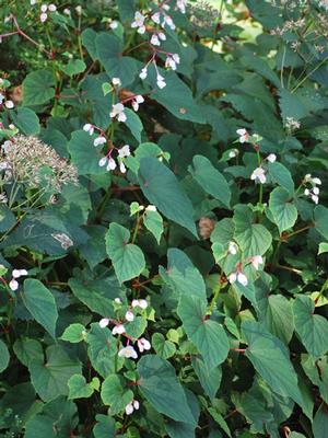 Begonia grandis 'Alba' (Hardy Begonia), white flowers