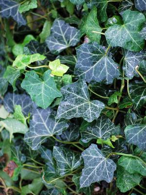 Baltic Ivy (Hedera helix 'Baltica')