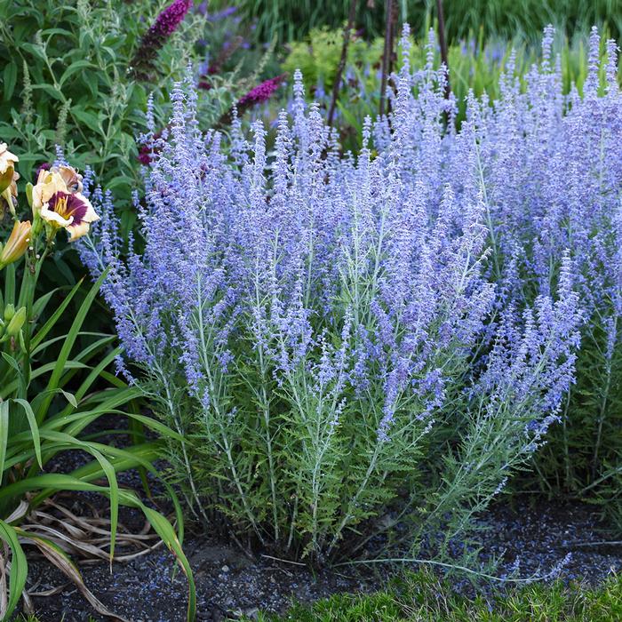 Perovskia atriplicifolia 'Blue Jean Baby' (Russian Sage)