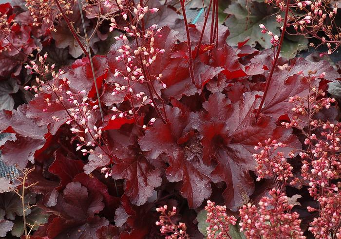 Heuchera x Forever® Red (Coral Bells)