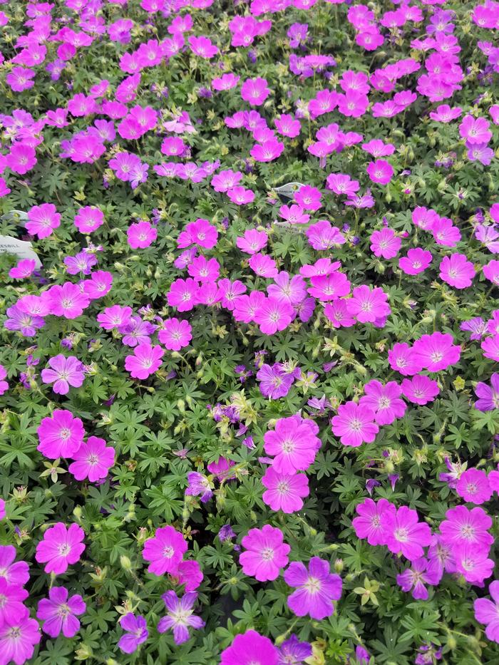 Geranium sanguineum 'Max Frei' (Cranesbill)