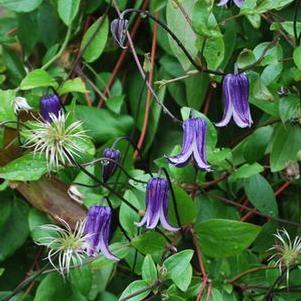 Clematis hybrid 'Rooguchi' (Hybrid Clematis), purple flowers