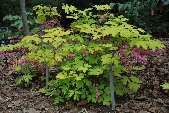 Dicentra s. 'Gold Heart' (Bleeding Heart)