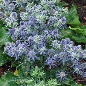 Sea Holly (Eryngium planum 'Blue Hobbit')