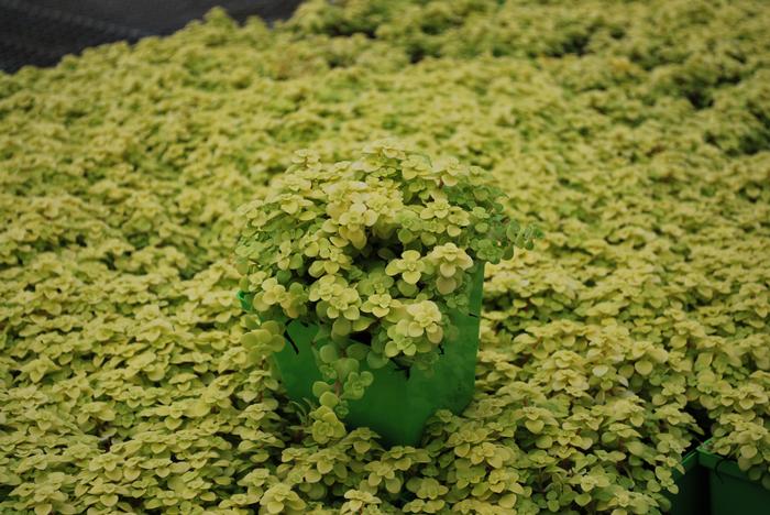 Sedum makinoi 'Ogon' (Stonecrop)