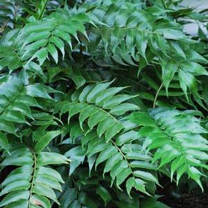 Japanese Holly Fern (Cyrtomium falcatum 'Rochfordianum')