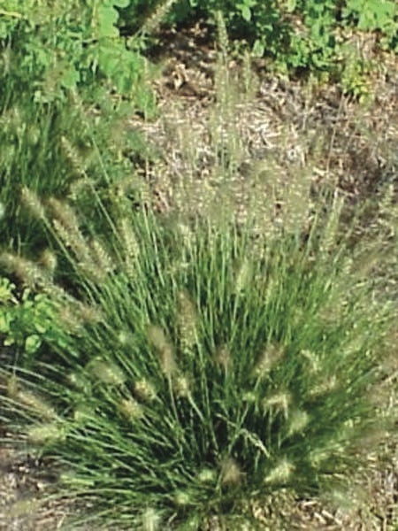 Pennisetum alopecuroides 'Little Bunny' (Fountain Grass)