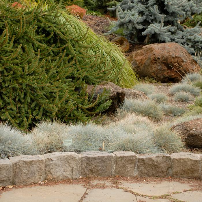 Blue Fescue (Festuca glauca 'Elijah Blue'), grass