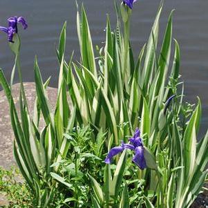 Variegated Japanese Water Iris (Iris laevigata 'Variegata')