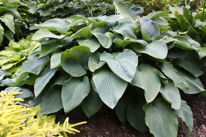 Hosta x Shadowland® 'Empress Wu' (Plantain Lily)