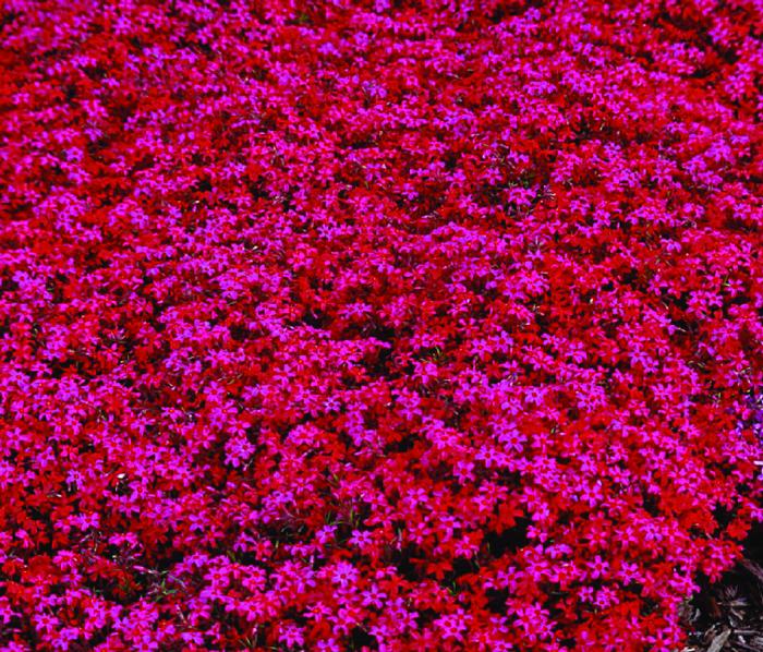 Phlox subulata 'Scarlet Flame' (Moss Pinks)