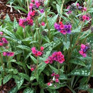 Pulmonaria x 'Raspberry Splash' (Lungwort)