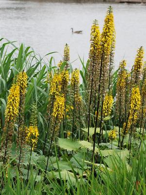 Ligularia stenocephala 'The Rocket' (Ligularia)