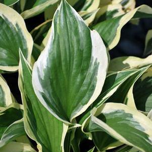 Hosta x 'Patriot' (Plantain Lily)